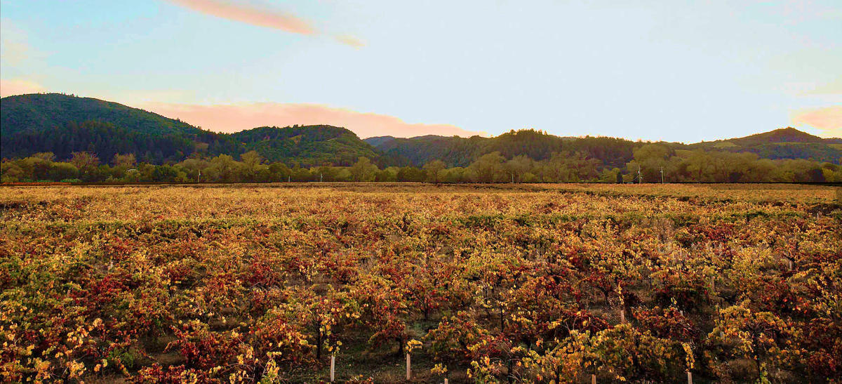 A picture of our vineyard